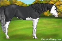 Horse Color:Black Splash