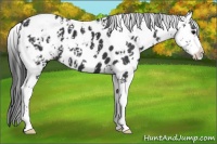 Horse Color:Black Sabino Appaloosa 