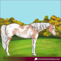 Horse Color:White Spotted Silver Classic Champagne Rabicano 