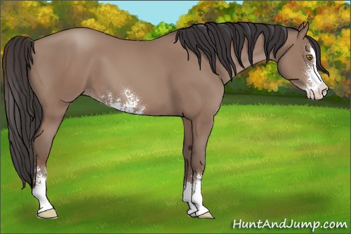 Horse Color:Classic Champagne Sabino