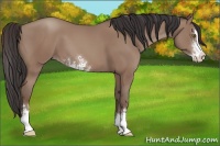 Horse Color:Classic Champagne Sabino