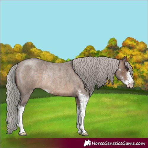 Horse Color:Silver Brown Roan Dun Sabino Rabicano 