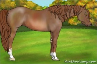 Horse Color:Chestnut Sabino 