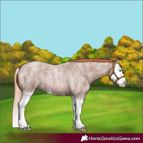Horse Color:Unknown 