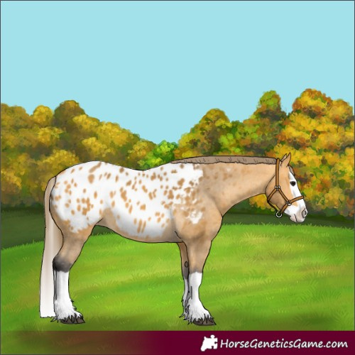 Horse Color:Unknown 