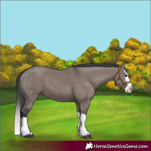 Horse Color:Grullo Splash 