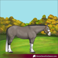 Horse Color:Grullo Splash 