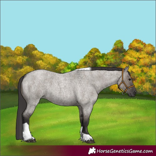 Horse Color:Unknown 