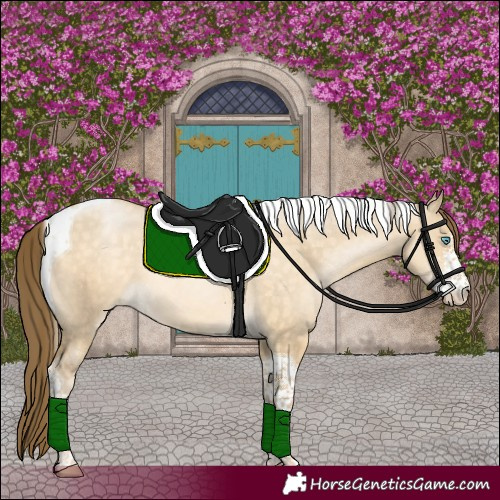 Horse Color:Buckskin Pearl Dun Sabino Tobiano Rabicano 