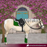 Horse Color:Buckskin Pearl Dun Sabino Tobiano Rabicano 