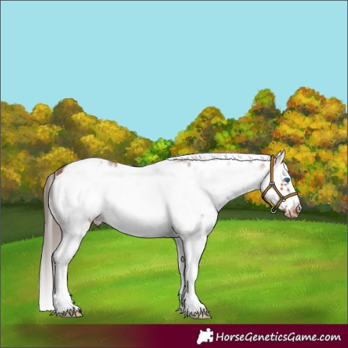 Horse Color:White Spotted Bay Splash Frame Appaloosa 
