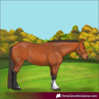 Horse Color:Bay Sabino Rabicano