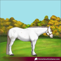 Horse Color:Bay Tobiano Appaloosa 