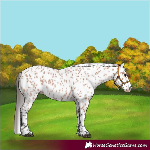 Horse Color:Bay Roan Appaloosa 