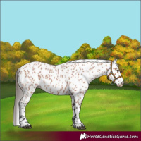 Horse Color:Bay Roan Appaloosa 