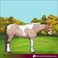 Horse Color:Bay Roan Splash Tobiano Rabicano