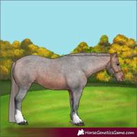 Horse Color:Bay Tobiano Varnish Rabicano 
