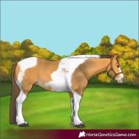 Horse Color:Buckskin Tobiano Frame 