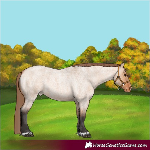 Horse Color:Bay Roan Dun Appaloosa Rabicano 