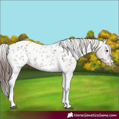 Horse Color:Brown Roan Dun Sabino Splash Appaloosa Rabicano 