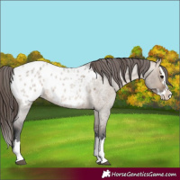 Horse Color:Brown Roan Dun Sabino Splash Appaloosa Rabicano