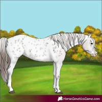 Horse Color:Brown Roan Dun Sabino Splash Appaloosa Rabicano