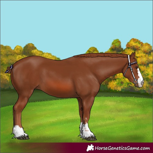 Horse Color:Chestnut 