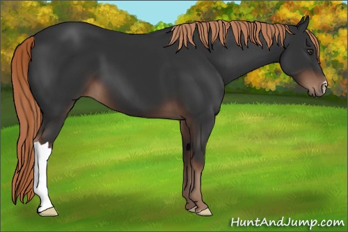 Horse Color:Liver Chestnut 