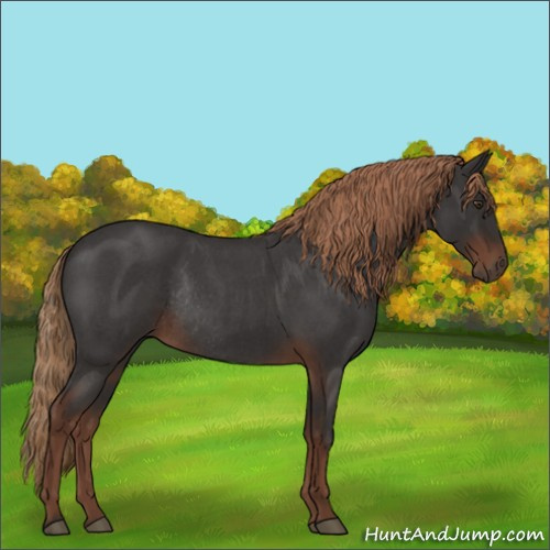 Horse Color:Liver Red Roan Rabicano 