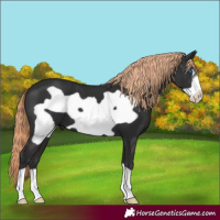 Horse Color:Liver Chestnut Frame