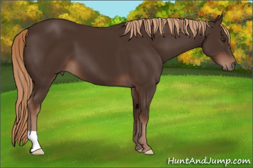 Horse Color:Liver Chestnut 