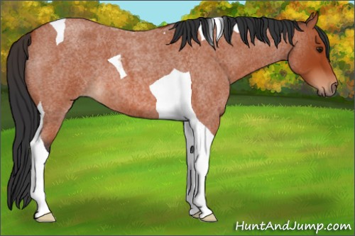 Horse Color:Bay Roan Tobiano 