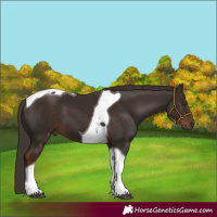 Horse Color:Liver Chestnut Tobiano 