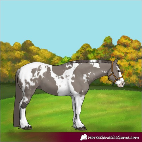 Horse Color:Unknown 