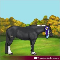 Horse Color:Black Tobiano Rabicano