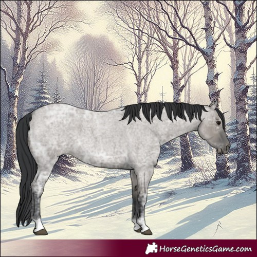 Horse Color:Grullo Ice Roan 