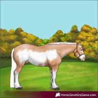 Horse Color:Silver Bay Pearl Splash Frame 