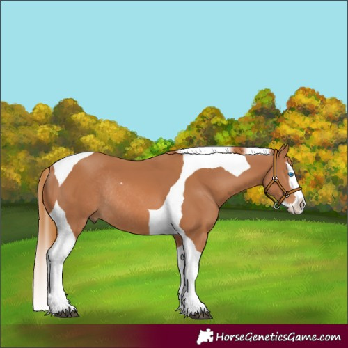 Horse Color:Unknown 