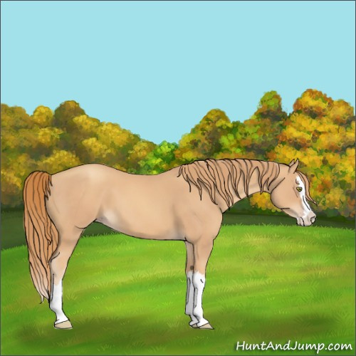 Horse Color:Gold Champagne Splash 