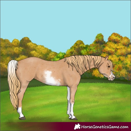Horse Color:White Spotted Chestnut Sabino Frame