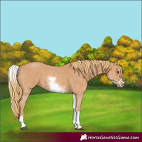 Horse Color:White Spotted Chestnut Sabino Frame 
