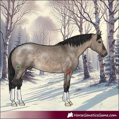 Horse Color:Brown Dun 