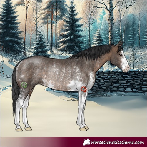 Horse Color:Brown Dun Sabino Rabicano 