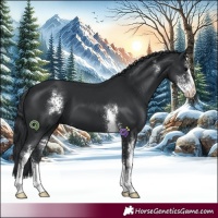 Horse Color:Black Sabino