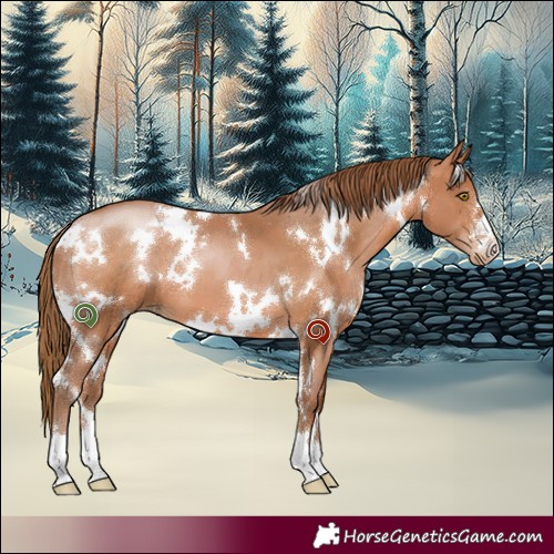 Horse Color:White Spotted Brown Pearl 