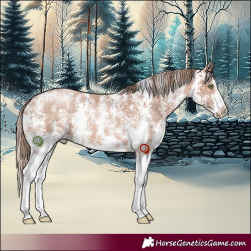Horse Color:Brown Pearl Sabino 