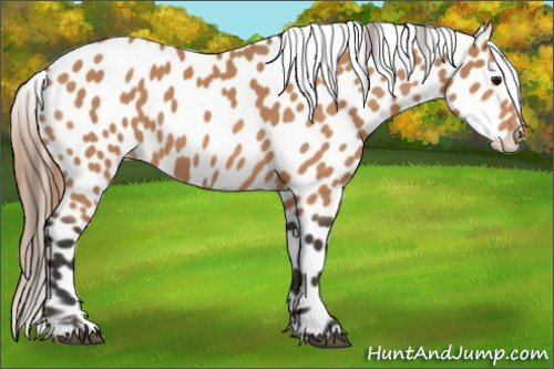 Horse Color:Buckskin Near Leopard 