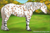 Horse Color:Buckskin Near Leopard 