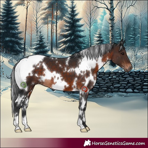 Horse Color:White Spotted Brown 