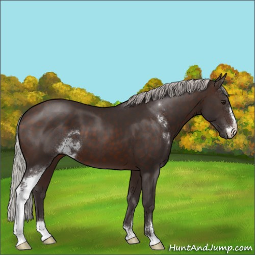 Horse Color:Silver Brown Sabino 